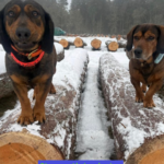 Ehrenamtlich arbeiten 