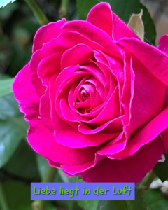 Liebe liegt in der Luft