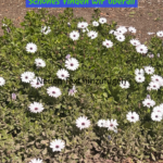 Schönes finden wir überall