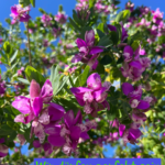 Wir dürfen Perfekt sein 