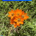 Autistische Züge - autistisches Spektrum