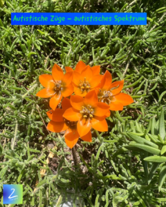 Autistische Züge - autistisches Spektrum