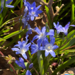 Frühlingsanfang am Tag des Glücks