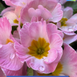 Frühlingssonne - Frühlingsgefühle 