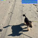 Richtig große Ereignisses werfen ihre Schatten voraus 