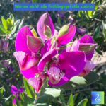 Warum nicht alle Frühlingsgefühle spüren 