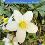 Zu unseren Grundbedürfnissen gehören Wertschätzung und Respekt