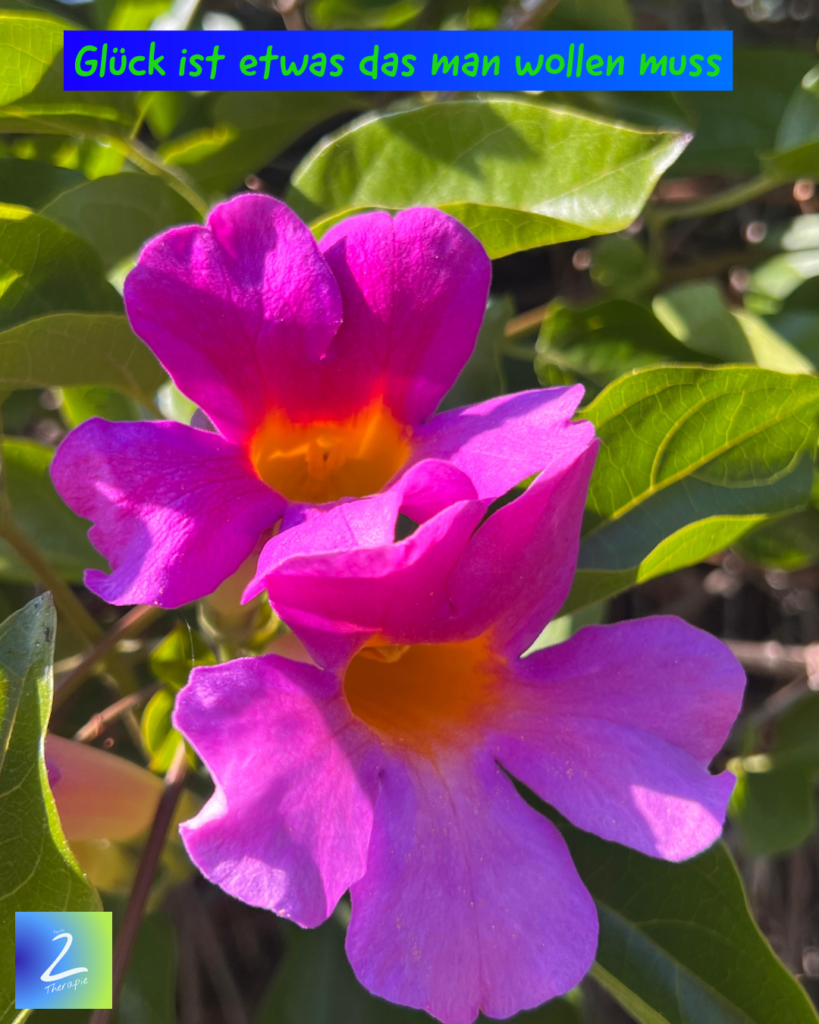 Glück ist etwas das man wollen muss 