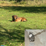 So wie Hund und Katz