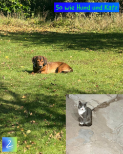 So wie Hund und Katz