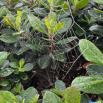 Spinnennetze symbolisieren das Gefühl des Gefangenseins
