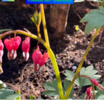 Tränendes Herz symbolisiert