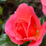 Mehr Farbe in unser Leben bringen 