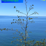 Nonplusultra in der Psychotherapie 