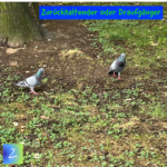 Zurückhaltender oder Draufgänger 