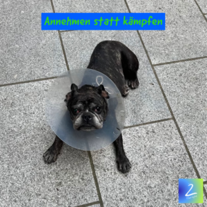 Annehmen statt kämpfen 