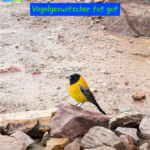 Vogelgezwitscher tut gut