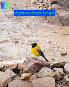 Vogelgezwitscher tut gut