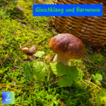 Gleichklang und Harmonie